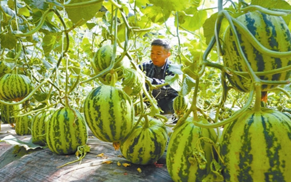 唐山生態(tài)農(nóng)業(yè)規(guī)劃,唐山旅游觀光規(guī)劃