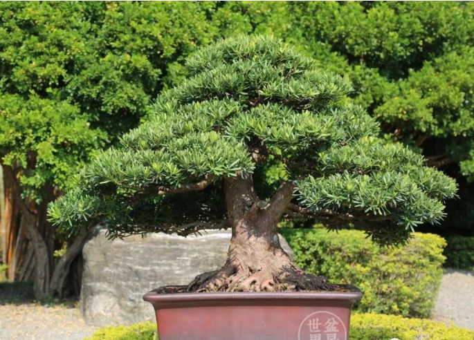 海南盆景園藝大觀園田園綜合體設計規劃