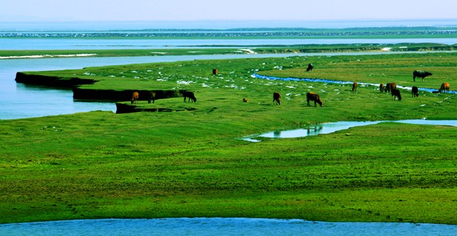 中機院專家對環鄱陽湖地區休閑農業旅游發展研究