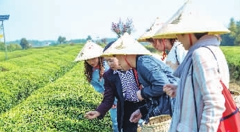 岳陽市把黃茶作為全市茶葉產業發展的主攻方向