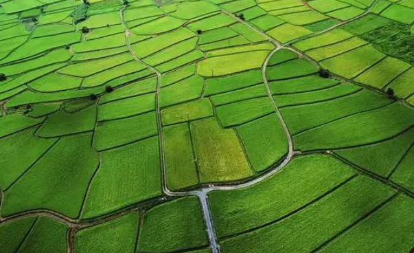 建設(shè)生態(tài)農(nóng)業(yè)和走可持續(xù)發(fā)展道路成為世界各國農(nóng)業(yè)的共同選擇