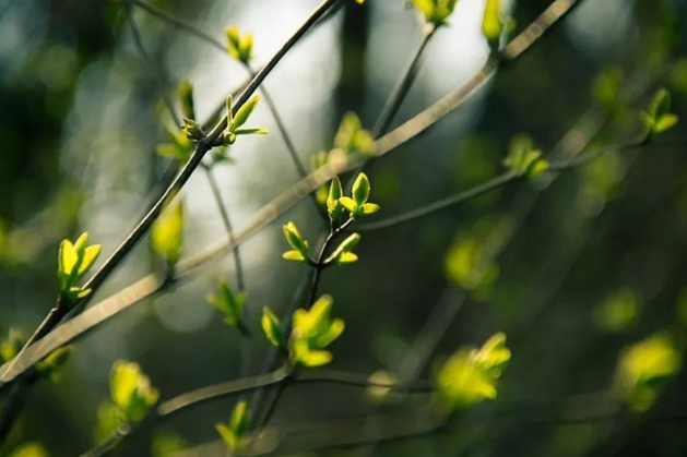 中國(guó)生態(tài)農(nóng)業(yè)的回顧與展望 
