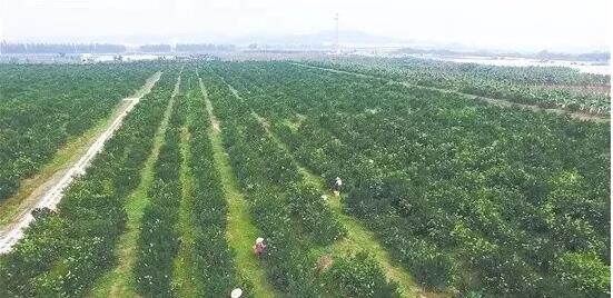 江門市目前正在加緊制定《關于推進鄉(xiāng)村振興戰(zhàn)略的實施意見》