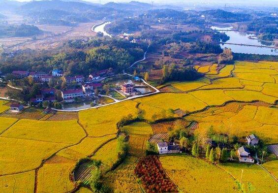 葉乃兵：把課堂搬到田間地頭，把學(xué)問做到鄉(xiāng)村振興實(shí)踐中