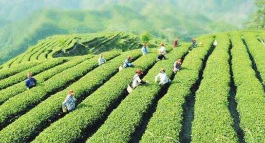 解讀鎮(zhèn)江市《關(guān)于加快推動(dòng)茶產(chǎn)業(yè)高質(zhì)量發(fā)展的意見》
