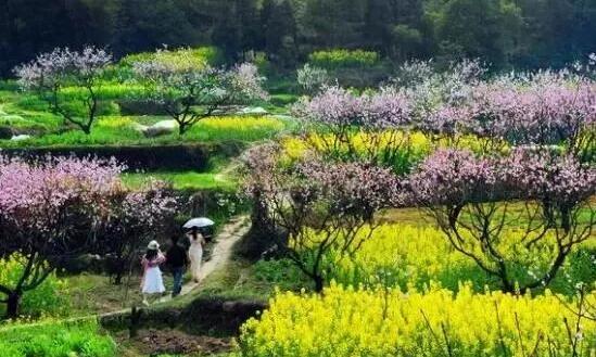 田園養(yǎng)生農(nóng)業(yè)已經(jīng)逐漸成為新型的農(nóng)業(yè)經(jīng)營模式和發(fā)展方向