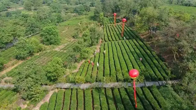 茶鄉田園綜合體發展規劃，鄉村振興規劃
