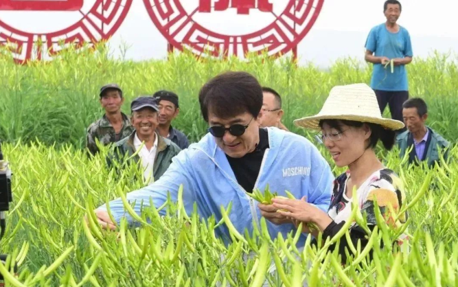 鄉村振興案例：山西云州補齊產業短板 打造“小黃花大產業”