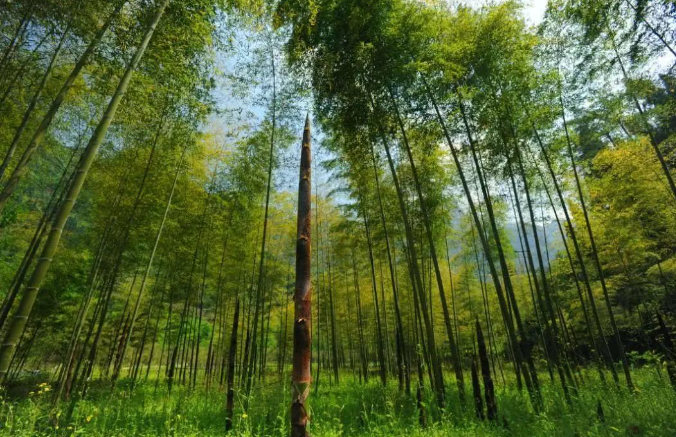 筍竹產(chǎn)業(yè)發(fā)展現(xiàn)狀