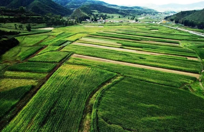 張家川縣：發(fā)展現(xiàn)代飼草產(chǎn)業(yè) 助推鄉(xiāng)村產(chǎn)業(yè)振興