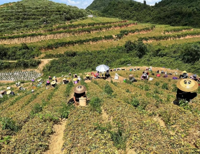生態視角下貴州中藥產業發展現狀及問題